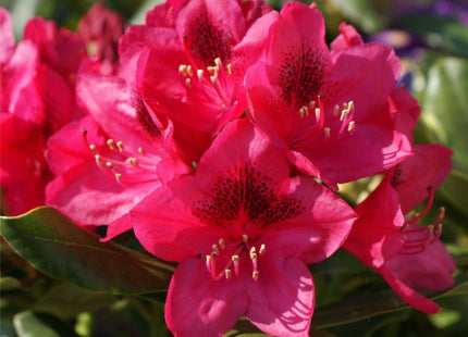 Nova Zembla Rhododendron (Rhododendron nova 'Nova Zembla') - 3 gallon 15"