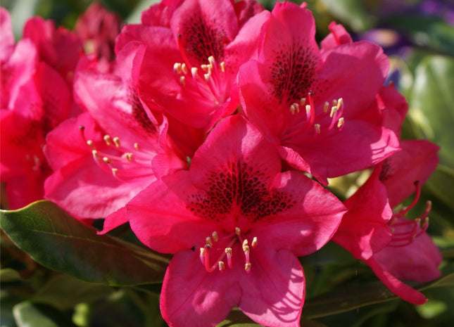 Nova Zembla Rhododendron (Rhododendron nova 'Nova Zembla') - 3 gallon 15"