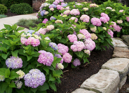 Endless Summer® The Original Hydrangea (Hydrangea macrophylla 'Bailmer') - 2 gallon