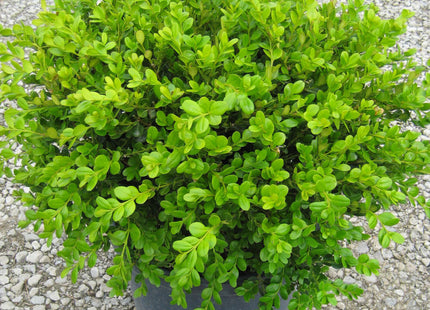 Winter Gem Boxwood (Buxus microphylla 'Winter Gem') - 3 gallon 15"