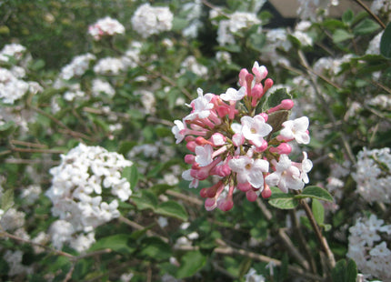 Compact Korean Spice Viburnum (Viburnum x 'Cayuga') - 3 gallon 18"