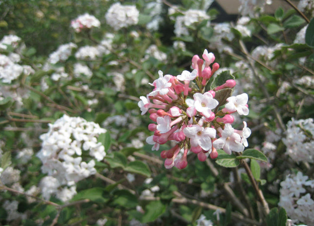 Compact Korean Spice Viburnum (Viburnum x 'Cayuga') - 3 gallon 18"