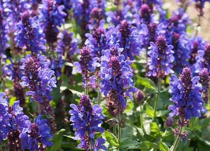 Blue Marvel Salvia (Salvia nemerosa 'Blue Marvel') - 1 gallon