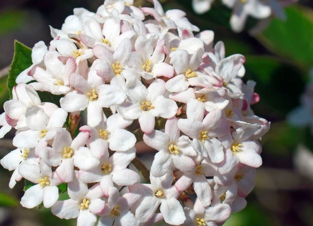 Spice Island® Korean Spice Bush (Viburnum carlesii 'Spice Island') - 3 gallon 15"