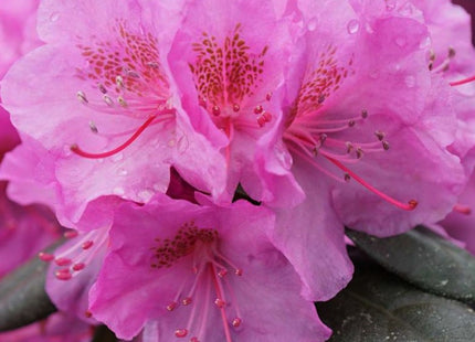 Rhododendron Black Hat® (Rhododendron x 'Black Hat') - 3 gallon 15"