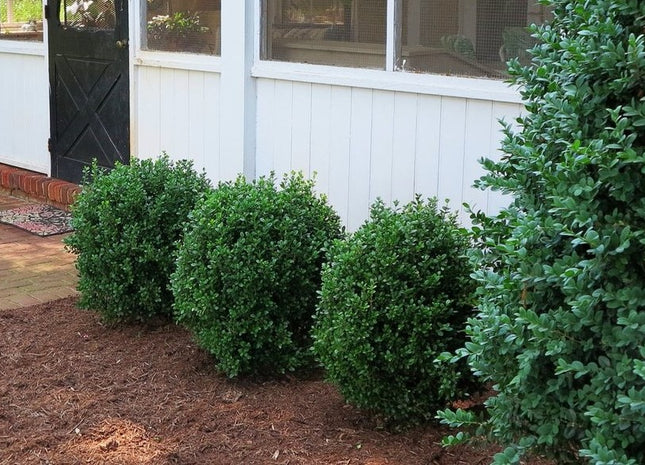 NewGen Freedom® Boxwood (Buxus newgen 'Freedom') - 2 gallon 10"