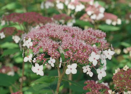 Hydrangea Pinky Pollen Ring™ (Hydrangea arborescens 'Pinky Pollen Ring') - 3 gallon
