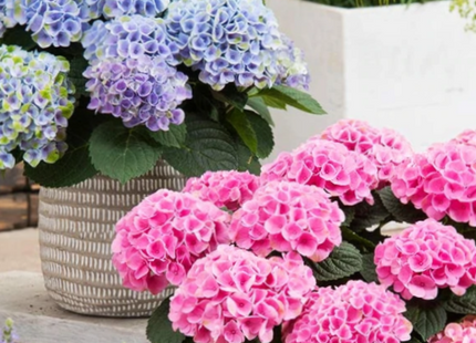 Elizabeth Ashley Hydrangea (Hydrangea macrophylla 'Elizabeth Ashley') - 3 gallon