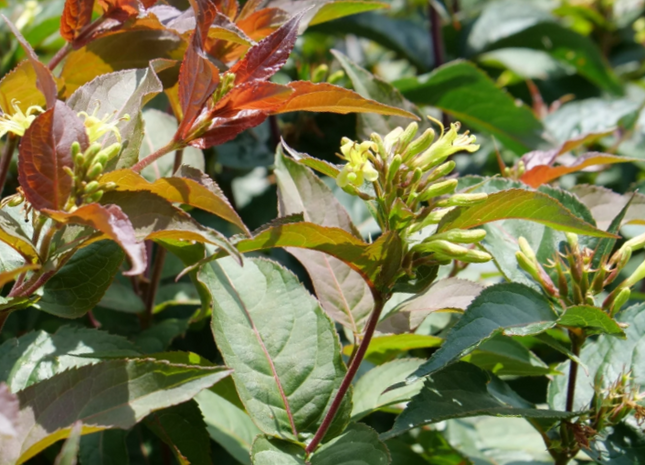 Ru-Bee Wren® Mountain Bush Honeysuckle (Diervilla lonicera 'Ru-Bee Wren') - 3 gallon