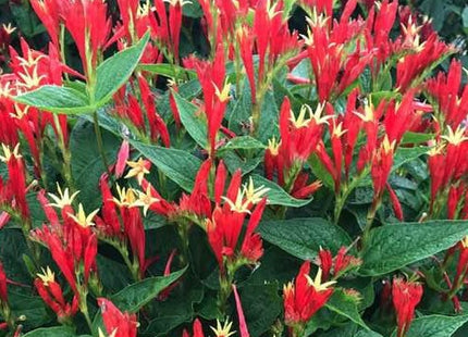 Spigelia Ragin Cajun Indian Pink (Spigelia ragin 'Cajun') - 1 gallon