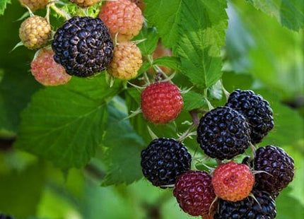 Jewel Black Raspberry (Rubus jewel) - 1 gallon 12"