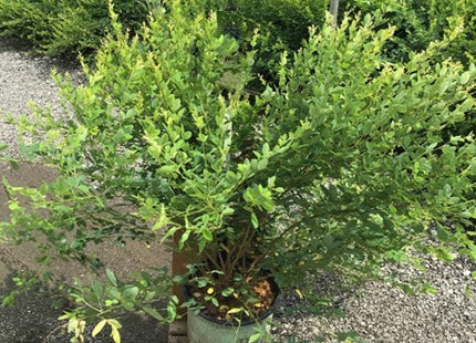 Candy Girl Bush Clover (Lespedeza candy 'Girl') - 3 gallon 15"