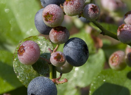 Patriot Highbush Blueberry (Vaccinium patriot 'Patriot') - 1 gallon 10"
