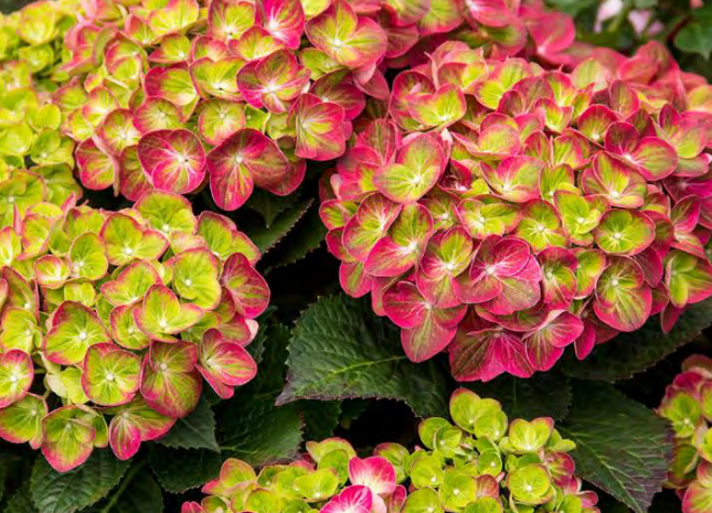 Tilt-A-Swirl® Bigleaf Hydrangea (Hydrangea macrophylla 'Tilt-A-Swirl') - 2 gallon