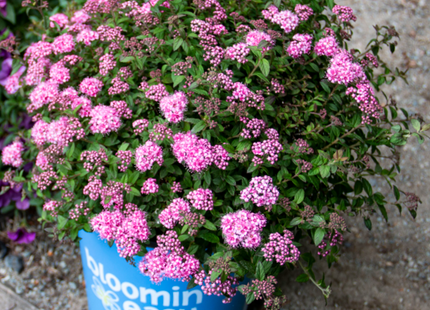 Poprocks® Petite Spirea (Spiraea poprocks 'Petite') - 2 gallon