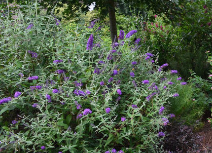 Groovy Grape™ Butterfly Bush (Buddleia ‘Groovy Grape') - 2 gallon