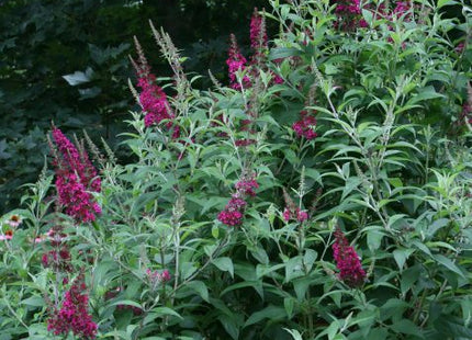 Funky Fuschia™ Butterfly Bush (Buddleia funky 'Fuchsia') - 2 gallon