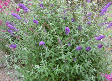 Psychedelic Sky™ Butterfly Bush (Buddleia ‘Psychedelic Sky') - 2 gallon