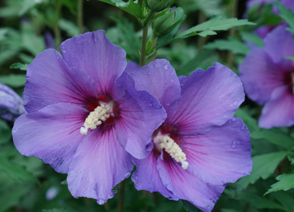 Paraplu Violet® Rose of Sharon (Hibiscus paraplu 'Violet') - 3 gallon 18"
