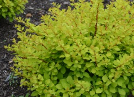 WorryFree® Lemon Glow® Barberry (Berberis thunbergii 'Lemon Glow') - 2 gallon 10"