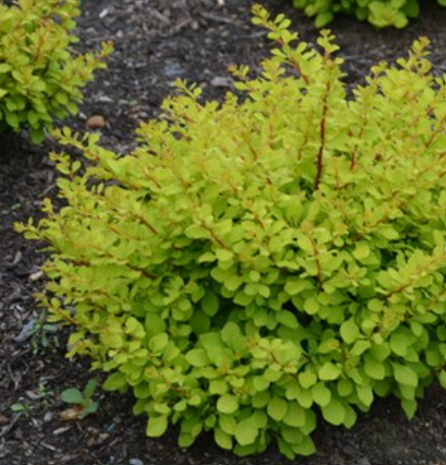 WorryFree® Lemon Glow® Barberry (Berberis thunbergii 'Lemon Glow') - 2 gallon 10"