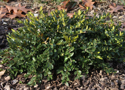 Flat-tery™ Boxwood (Buxus x 'Flat-Tery') - 3 gallon 12"
