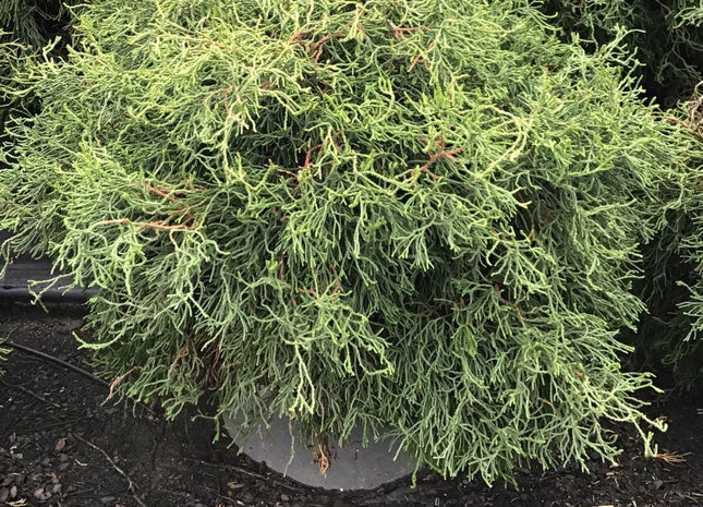 Contorta Hinoki Falsecypress (Chamaecyparis obtusa 'Contorta') - 3 gallon 15"