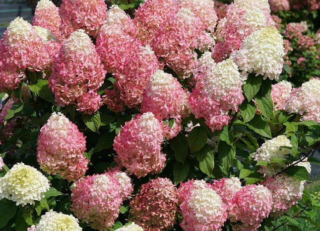 Quick Fire Fab® Panicle Hydrangea (Hydrangea 'P Quick Fire Fab') - 1 gallon