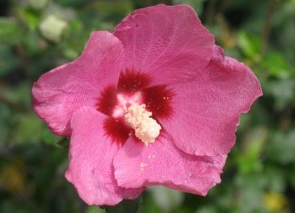 Lil' Kim® Red Rose of Sharon (Hibiscus syriacus 'Lil Kim Red') - 1 gallon