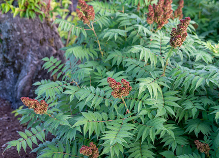 Cherry On Top® Sorbaria (Sorbaria 'Cherry On Top') - 2 gallon