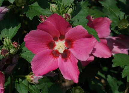 Paraplu Rouge® Rose of Sharon (Hibiscus paraplu 'Rouge') - 3 gallon 18"