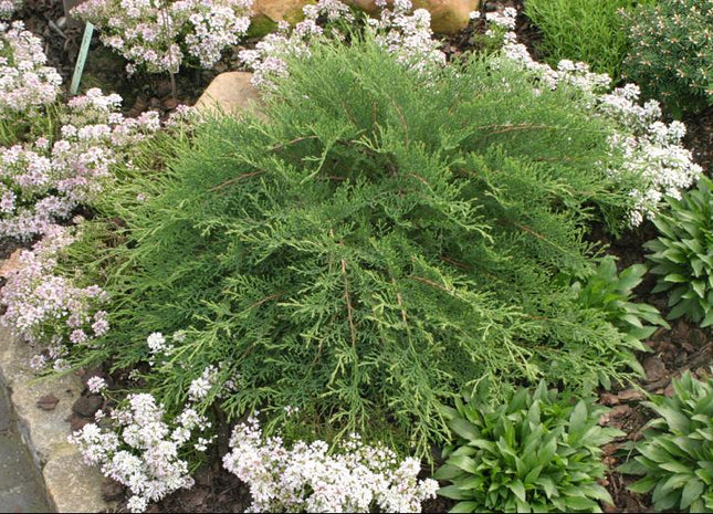 Celtic Pride® Siberian Cypress (Microbiota D 'Celtic Pride') - 1 gallon
