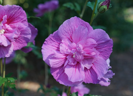 Dark Lavender Chiffon® Rose of Sharon (Hibiscus syriacus 'Dark Lav. Chiffon') - 1 gallon