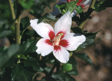 Proven Winners® Color Choice® Lil’ Kim® Rose Of Sharon (Hibiscus syriacus ‘Antong Two’) - 1 gallon