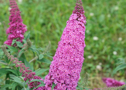 Pugster Pinker® Butterfly Bush (Buddleia 'Pugster Pinker') - 2 gallon