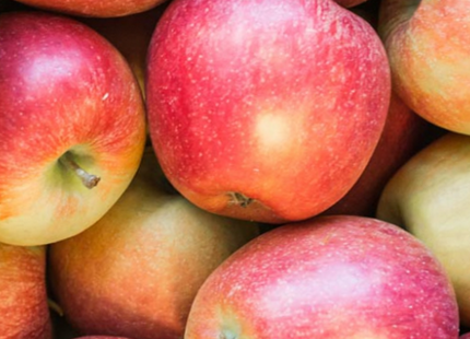 Braeburn Apple (Malus 'Fruit Braeburn') - 2 gallon 36"