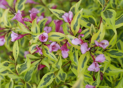 Bubbly Wine® Weigela (Weigela bubbly 'Wine') - 3 gallon 15"