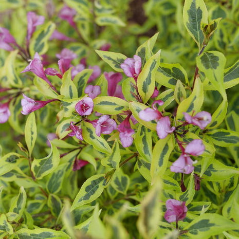 Bubbly Wine® Weigela (Weigela bubbly 'Wine') - 3 gallon 15"