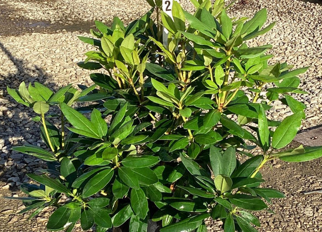 Purpureum Elegans Rhododendron (Rhododendron purpureum 'Elegans') - 3 gallon 15"