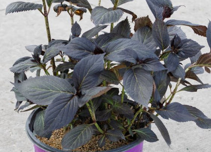 Eclipse® Bigleaf Hydrangea (Hydrangea macrophylla 'Eclipse') - 3 gallon