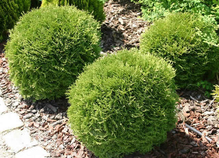 Danica Arborvitae (Thuja occidentalis 'Danica') - 3 gallon 12"