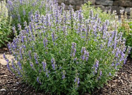 Nectar Ninja Hyssop (Hyssopus officinalis 'Scentastic Blue') - 1 gallon