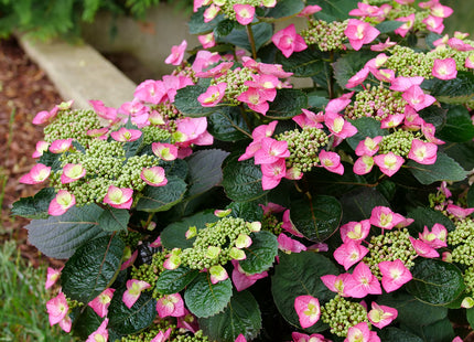 Tuff Stuff Top Fun® Reblooming Mountain Hydrangea (Hydrangea 'S Tuff Stuff Top Fun') - 3 gallon