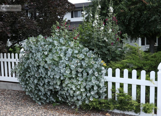 Kintzley's Ghost® Honeysuckle (Lonicera reticulata Kintzley's Ghost) - 3 gallon