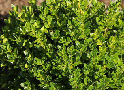 Little Missy Boxwood (Buxus microphylla 'Little Missy') - 2 gallon 8"