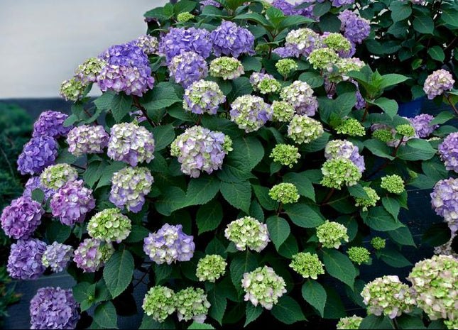 BloomStruck® Hydrangea (Hydrangea macrophylla 'Bloomstruck') - QT