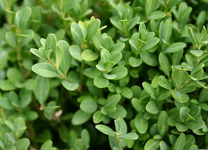 Green Gem Boxwood (Buxus microphylla 'Green Gem') - QT