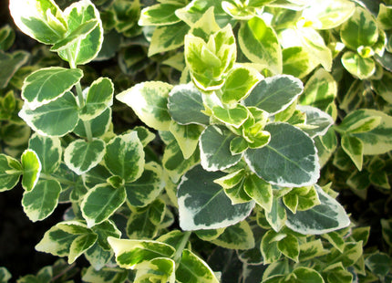 Emerald Gaiety™ Euonymus (Euonymus fortunei 'Emerald Gaiety') - QT