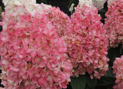 Magical® Ruby Snow Hydrangea  (Hydrangea 'P Ruby Snow') - 3 gallon 12" HEAD