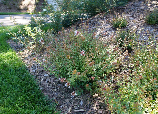 Brilliantina® Abelia (Abelia x grandiflora Brilliantina®) - QT